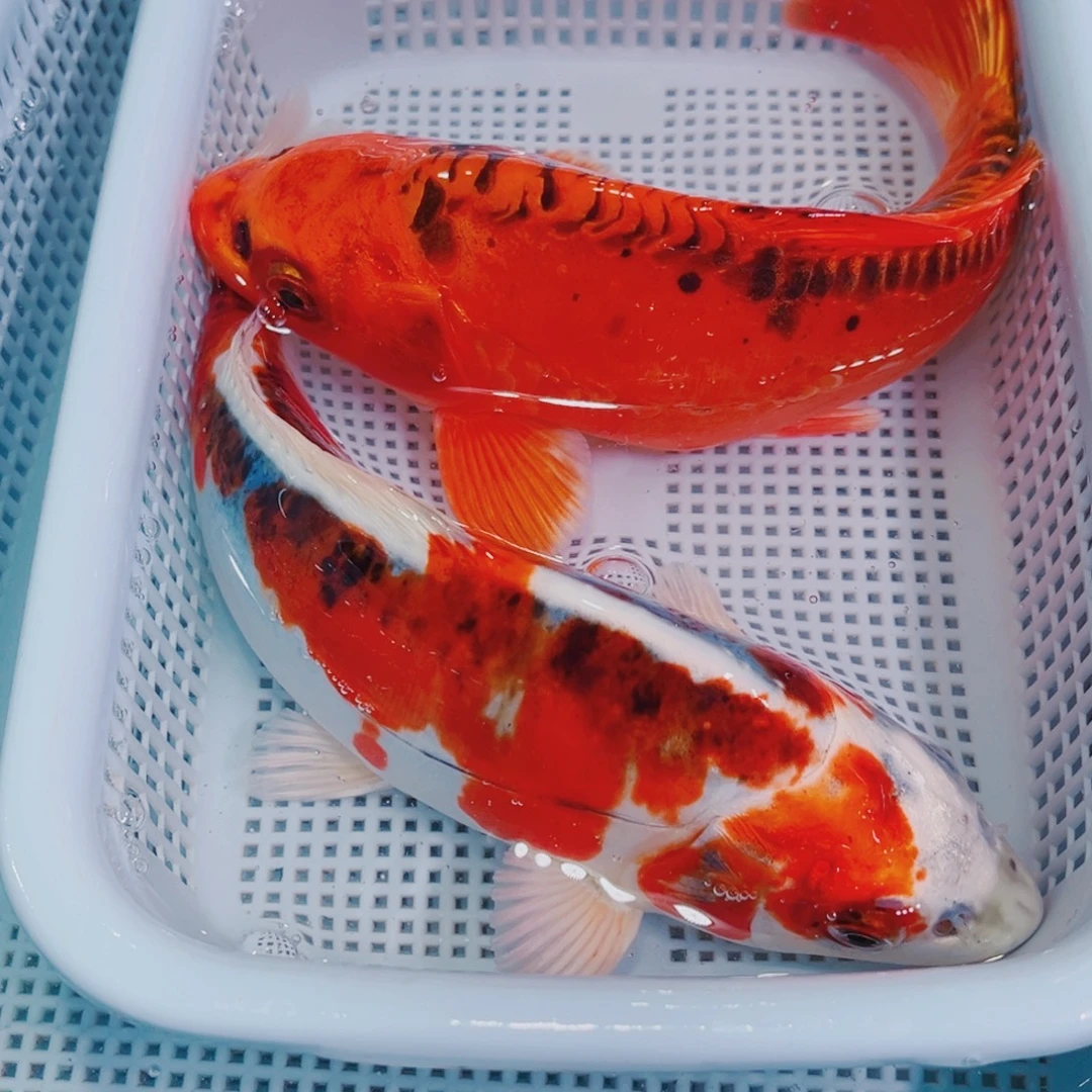 锦鲤锦鲤冷水观赏鱼123