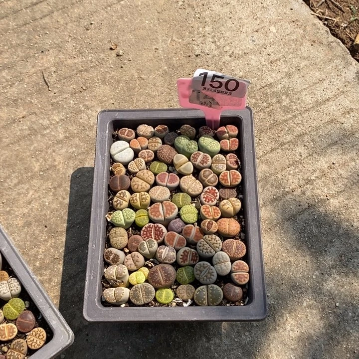 依***～生石花小苗叶小葱150