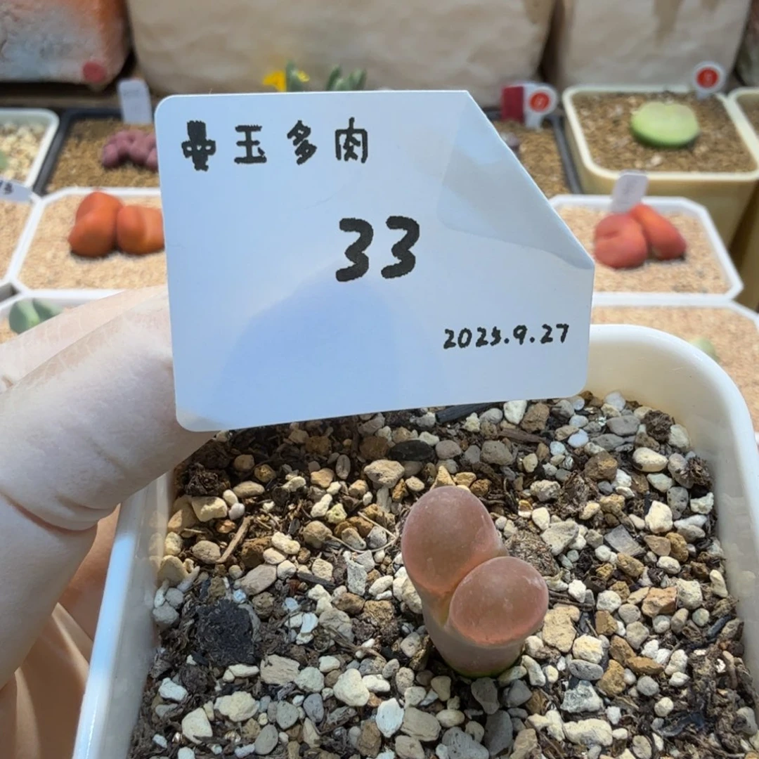小***宝多肉多肉多肉9.27-033 pv1089