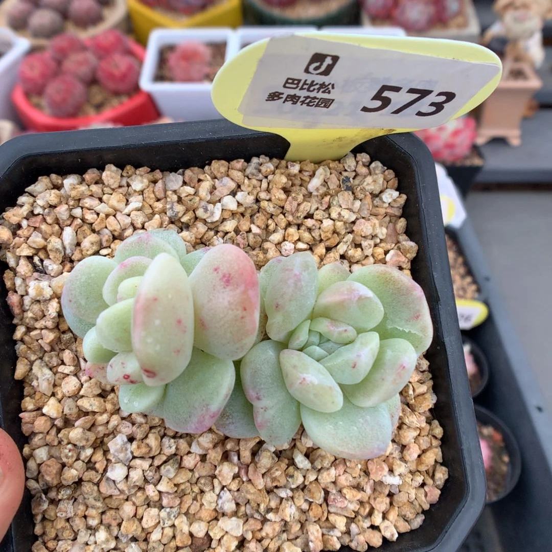 573冰玉石化多肉植物