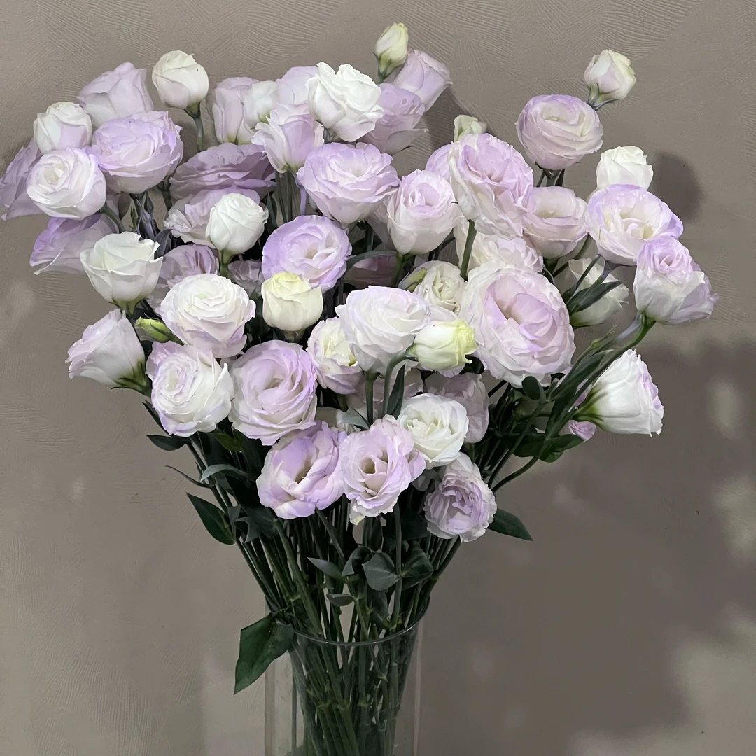 云影优选【薄雾紫洋桔梗400g】昆明鲜花批发次日达