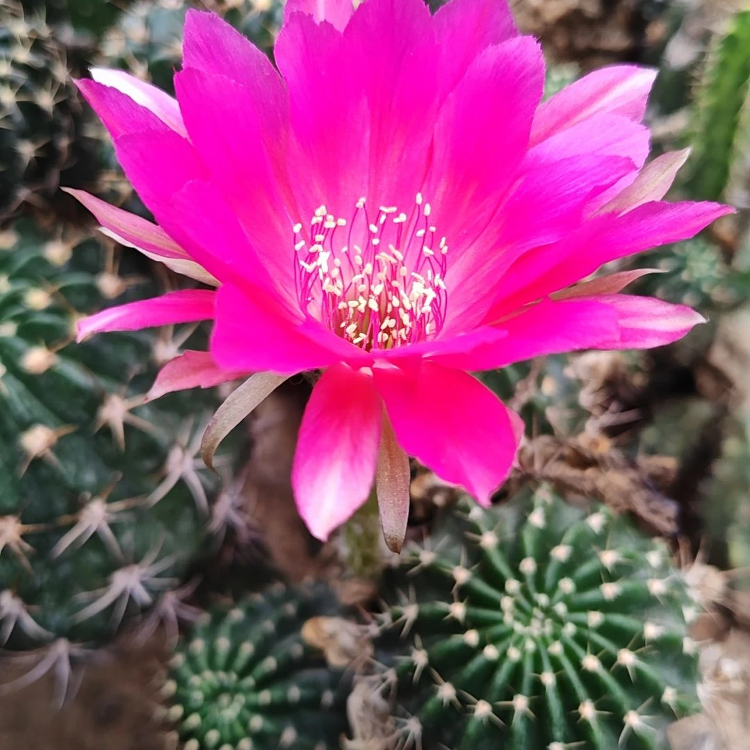 大花蝴蝶侧芽丽花侧芽福5-6CM