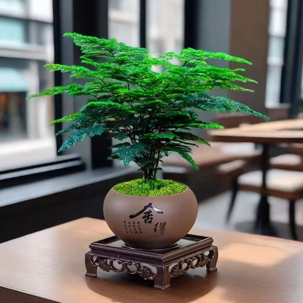 文竹盆栽植物室内绿植花卉盆栽四季常青盆景