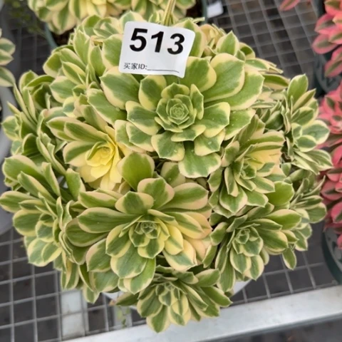 513碧玉20厘米左右