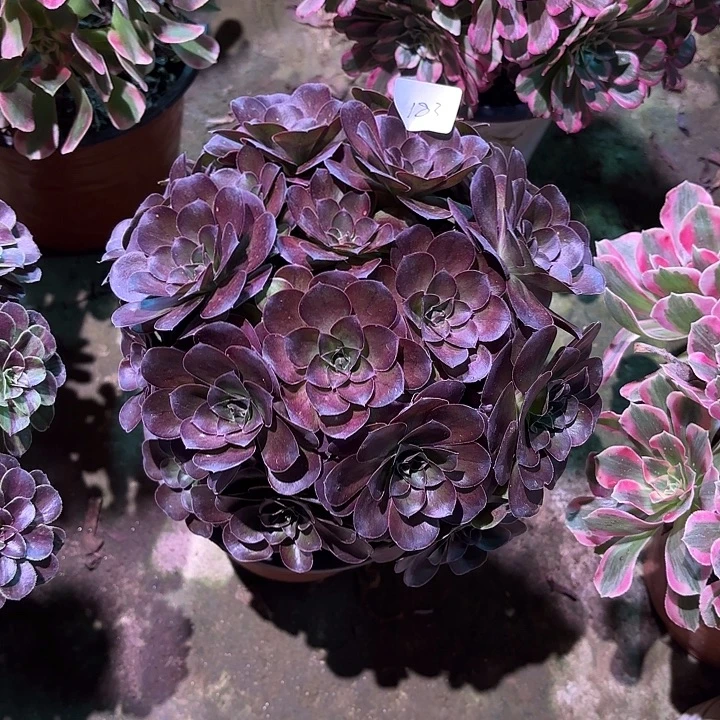 多肉植物的魅金玫瑰00183