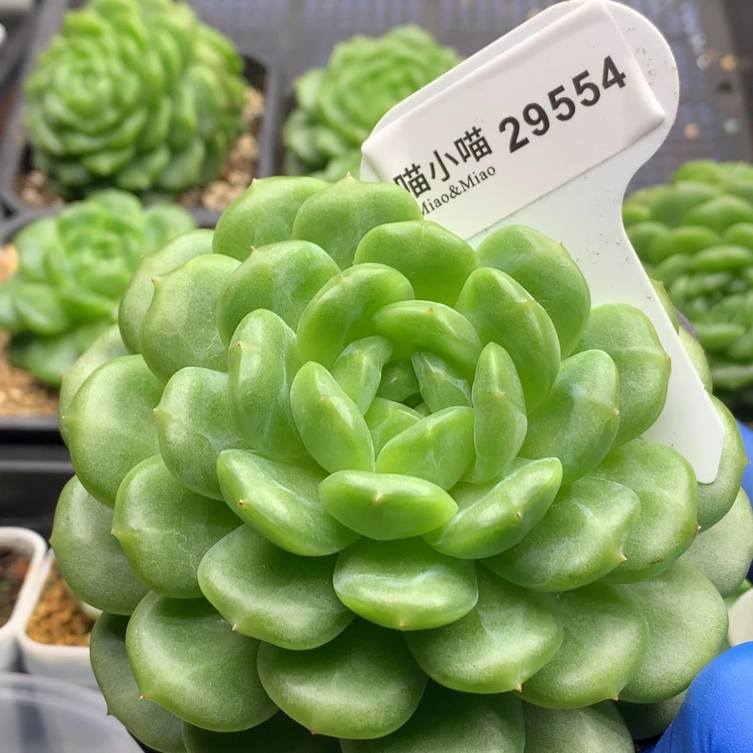 多肉植物杂交珍妮