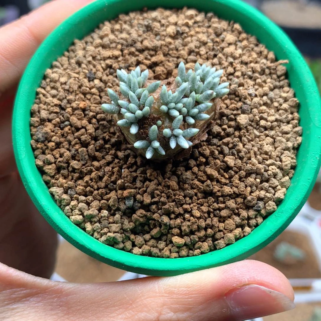 韧锦带盆多肉2.3cm