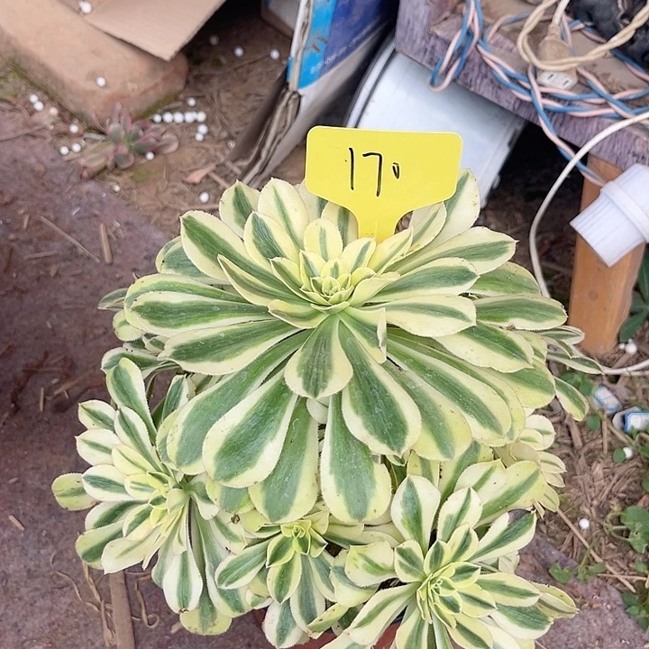 170一颗保时捷法师