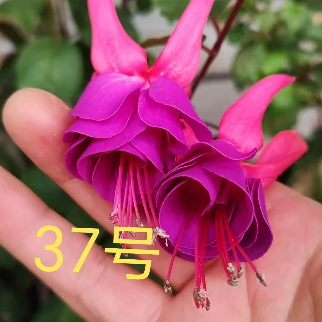 倒挂金钟37号颜色