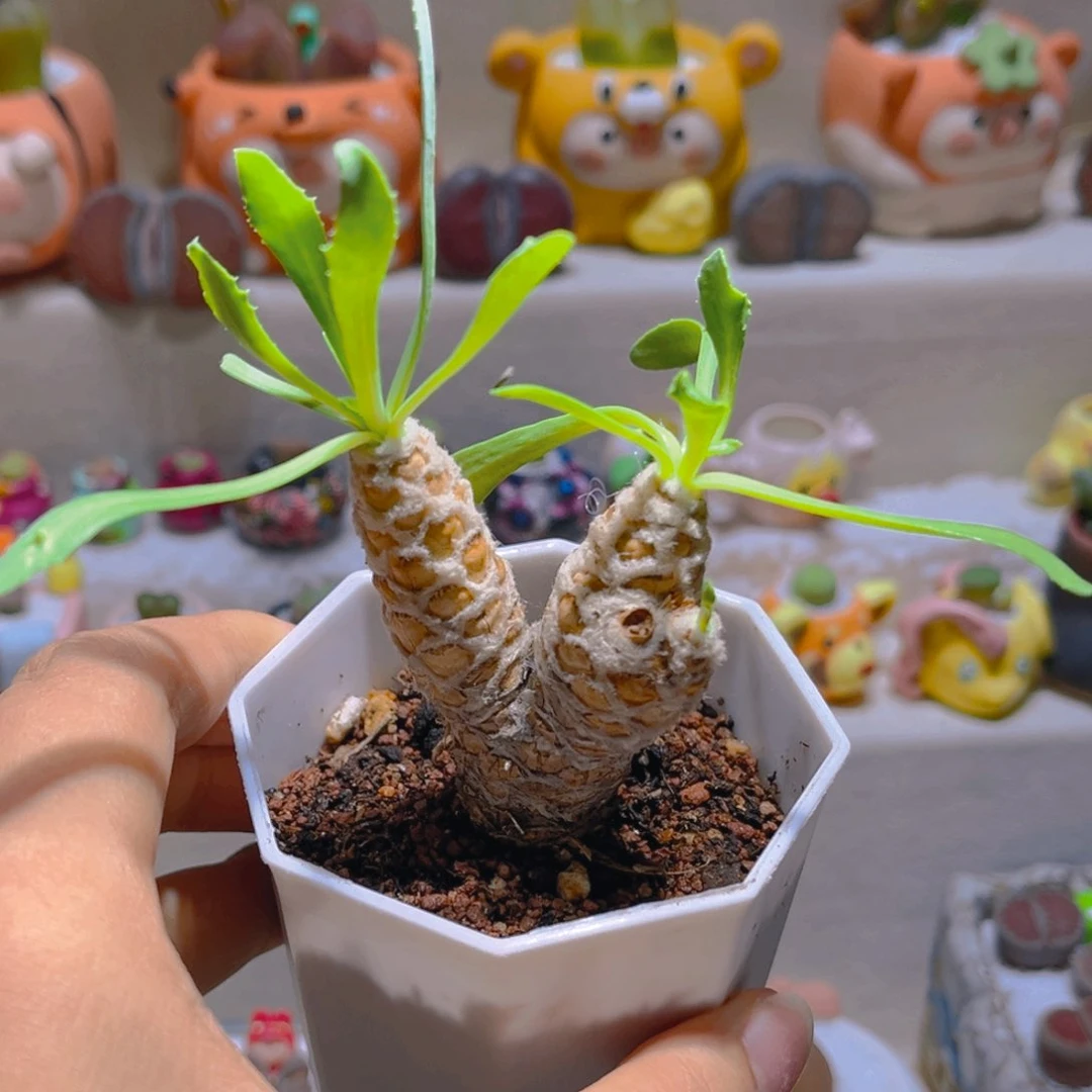 075刨花厚敦菊高端块根