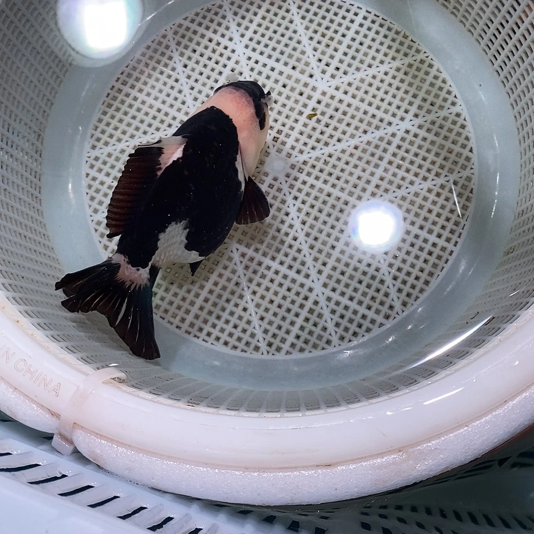 （***）海水鱼1条玛丽玛丽玛丽