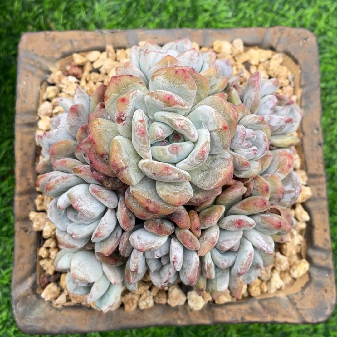 星影石化 12头 手捧花造型