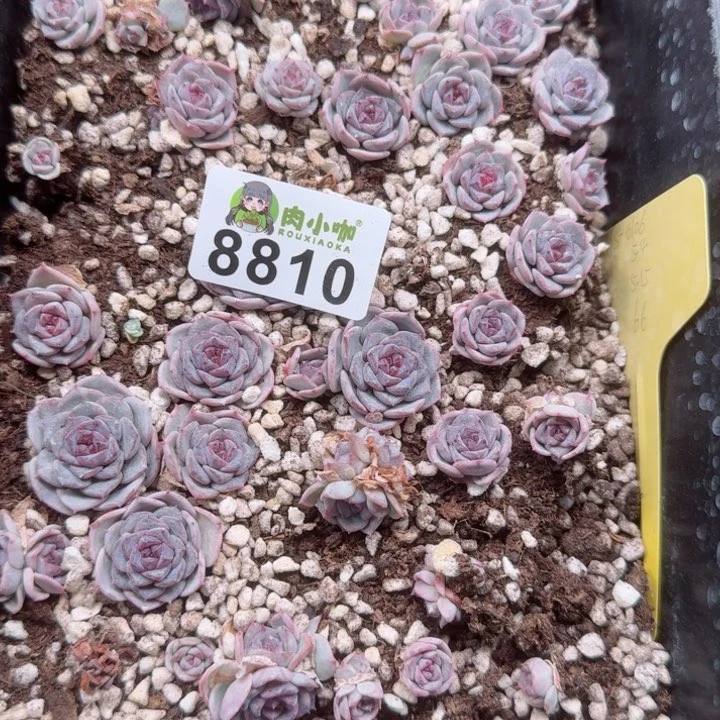 修****?多肉植物多肉植物