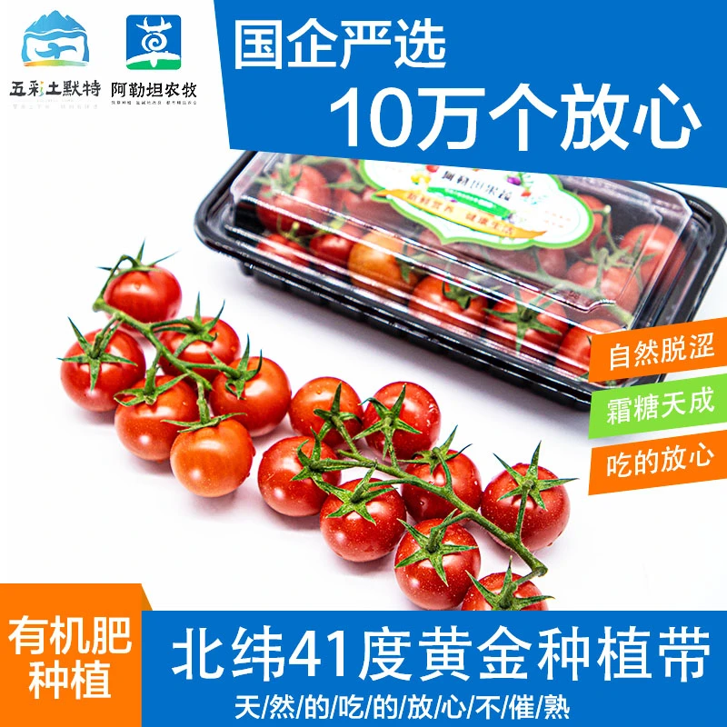 【五彩土默特】阿勒坦农场串柿子小番茄水果柿子雄峰授粉天然现摘发