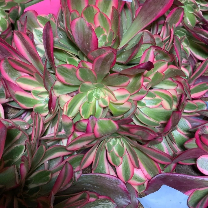 陈*令600多肉植物一物一拍嫩桩