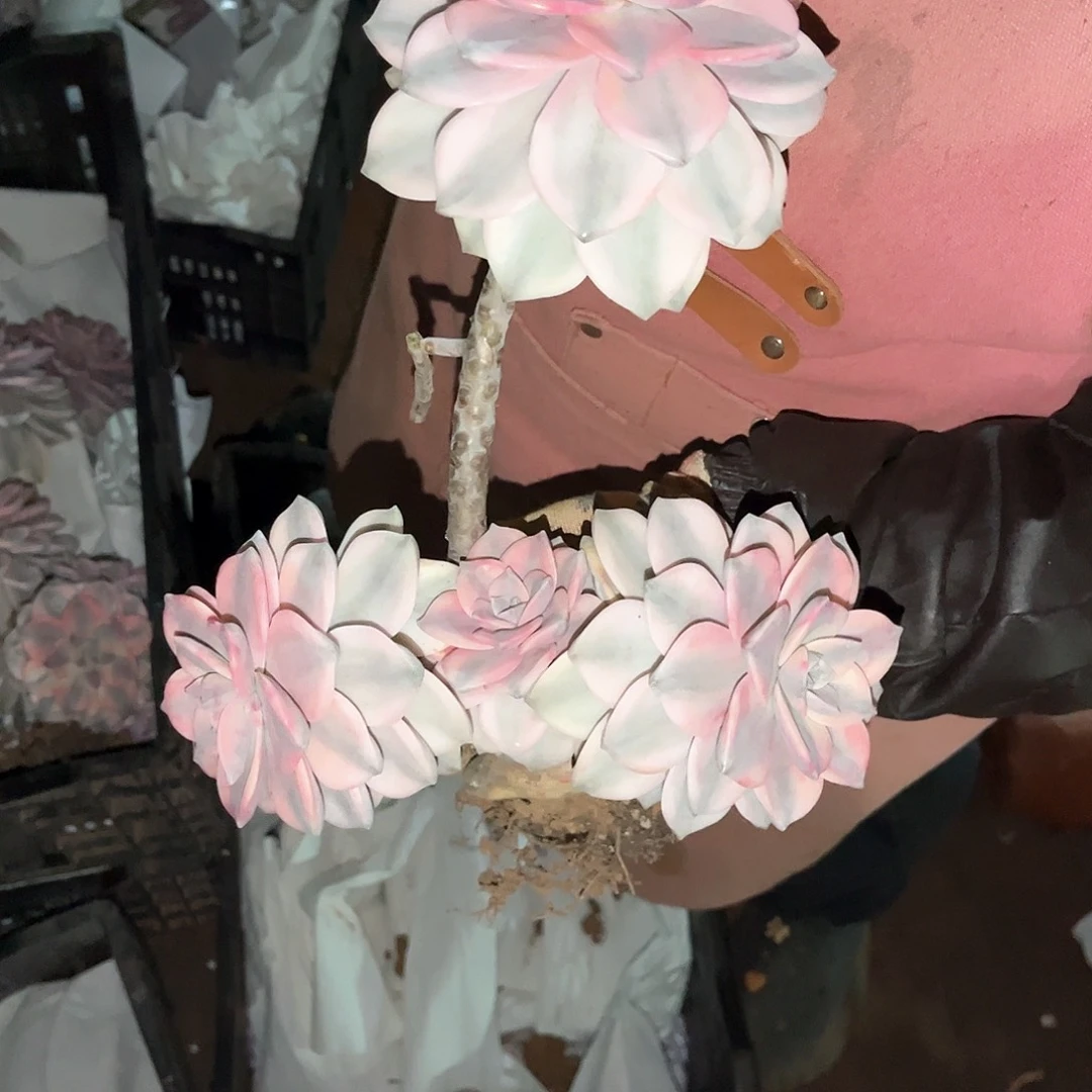 夏**雨多肉植物紫乐景89