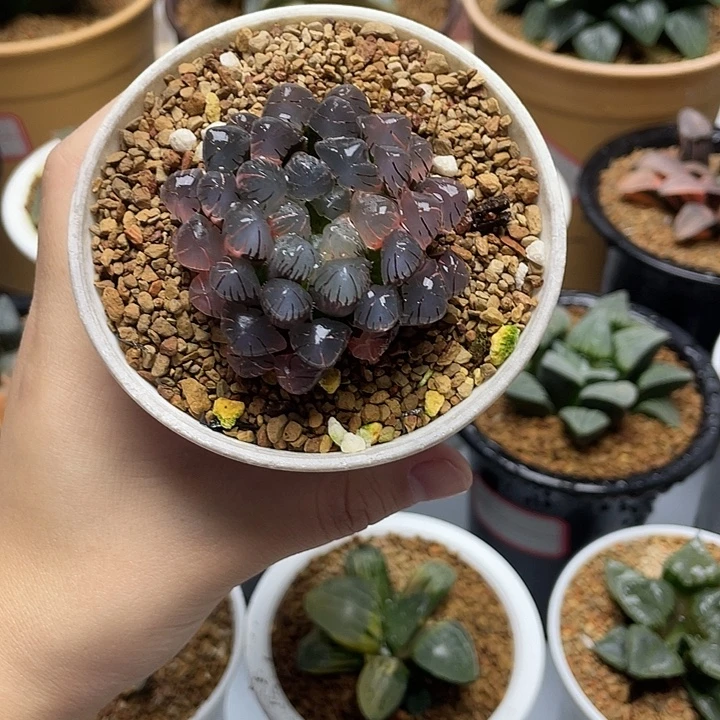 20  冰灯玉露锦十二卷多肉