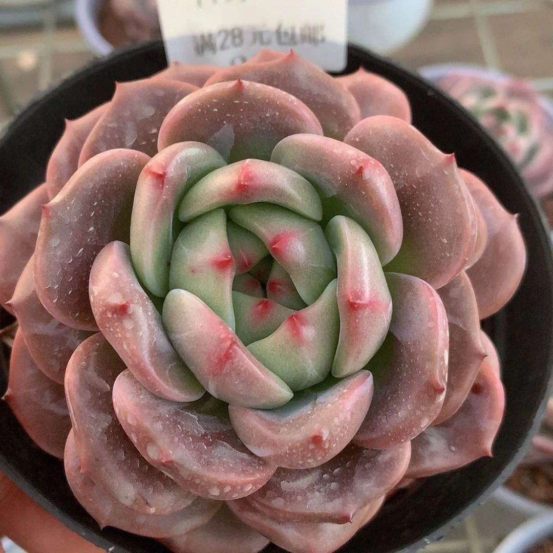 【闪购商品】云199号