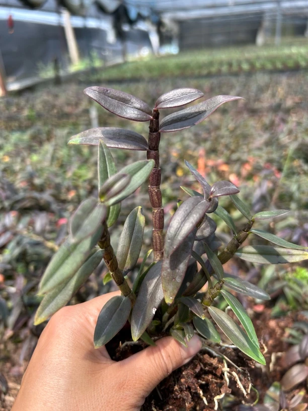 可食用可观赏雁荡山铁皮石斛一年半红杆苗发9丛