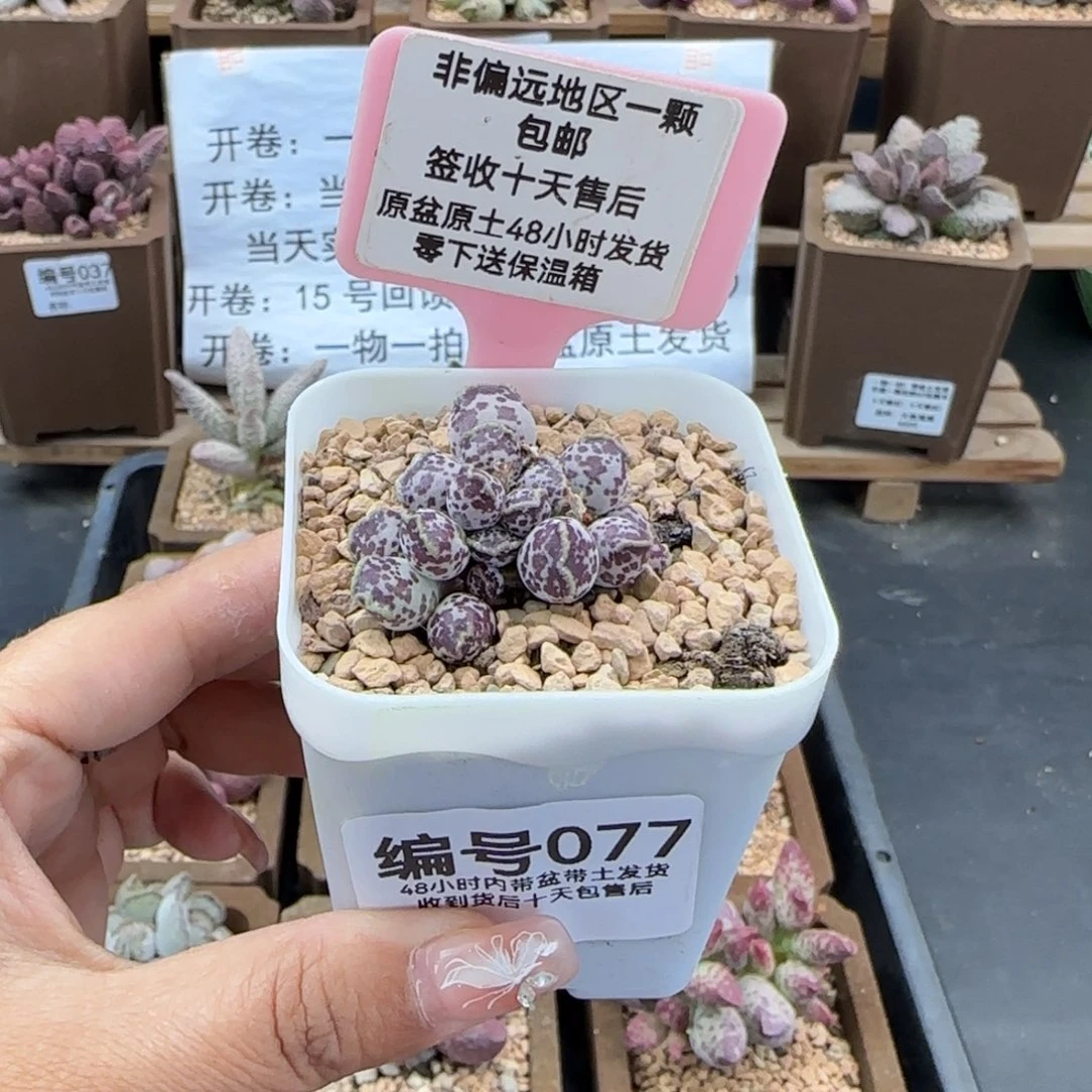 077达摩海报多肉植物