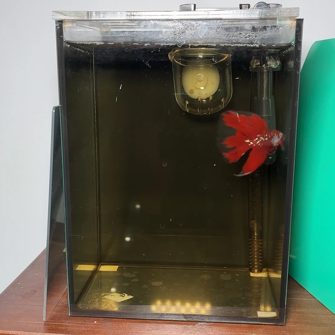 斗鱼彩金半月公鱼