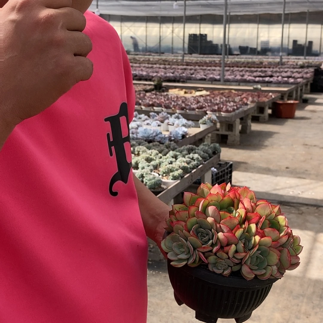 29-7牡丹亭多头随机