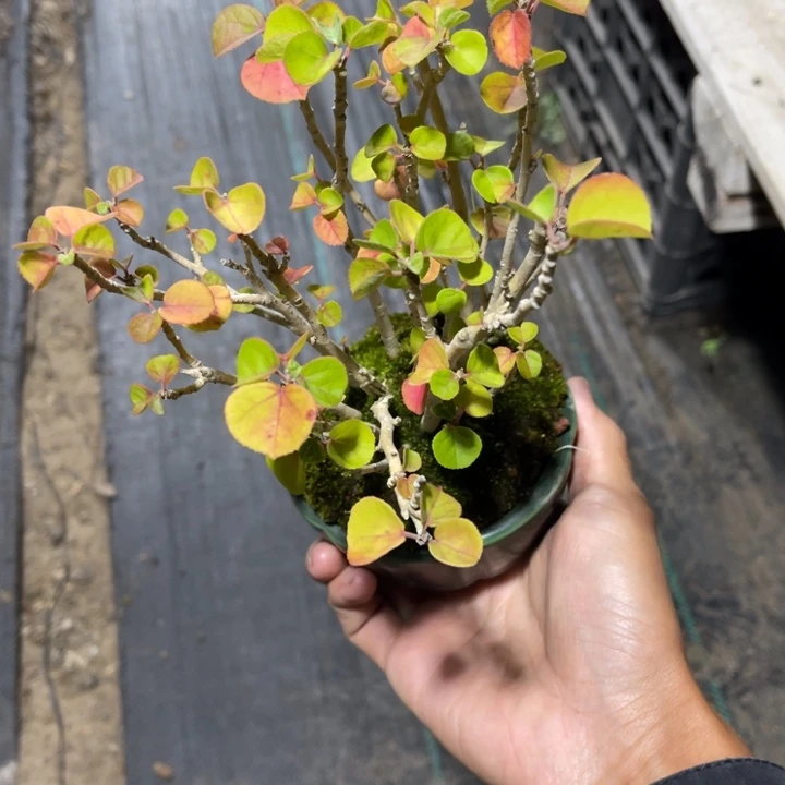 通***塔完全开放盆栽植物盆栽