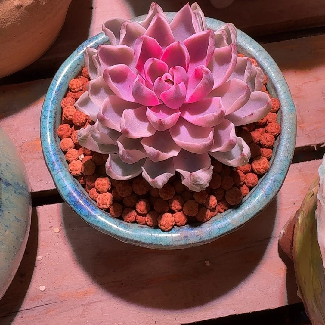 琼斯锦多肉多肉多肉