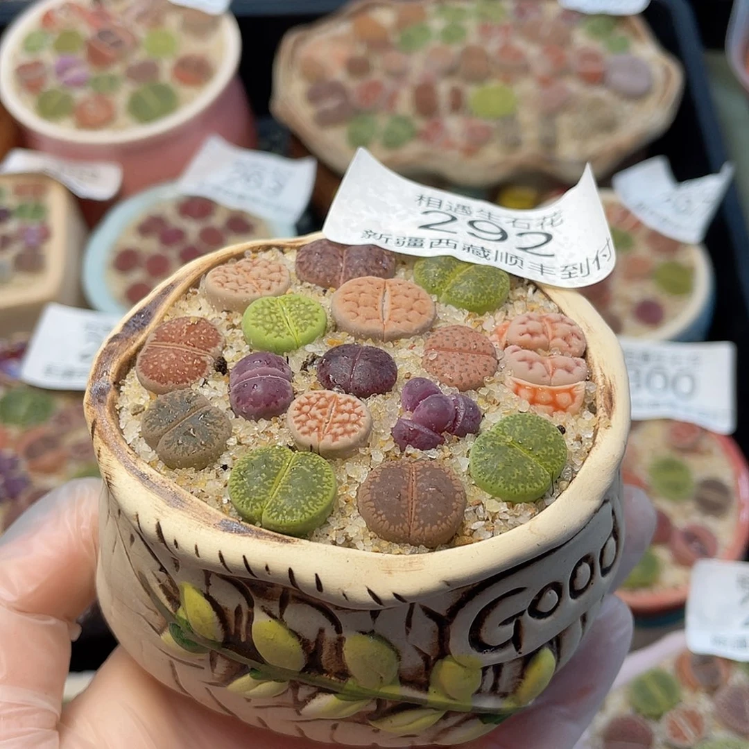 相遇生石花链接292