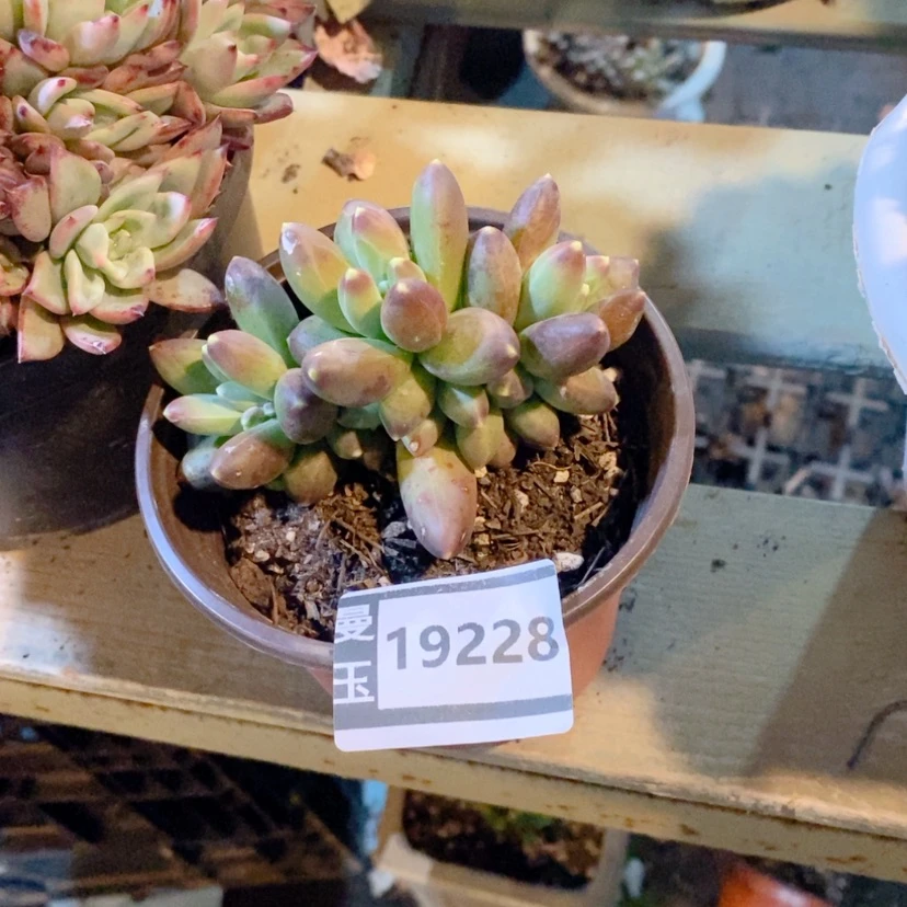 【闪购商品】樱**漫千代田19228