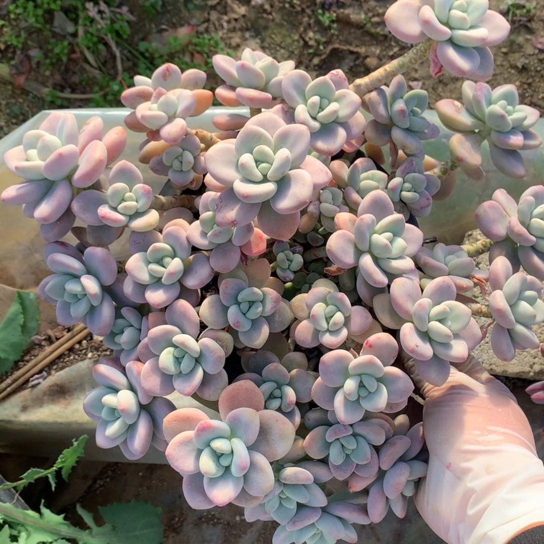 红洛神多肉一物一拍