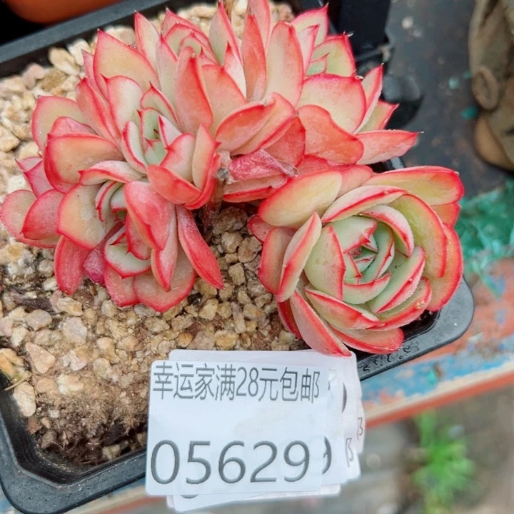 幸运的是我还没遇到你的