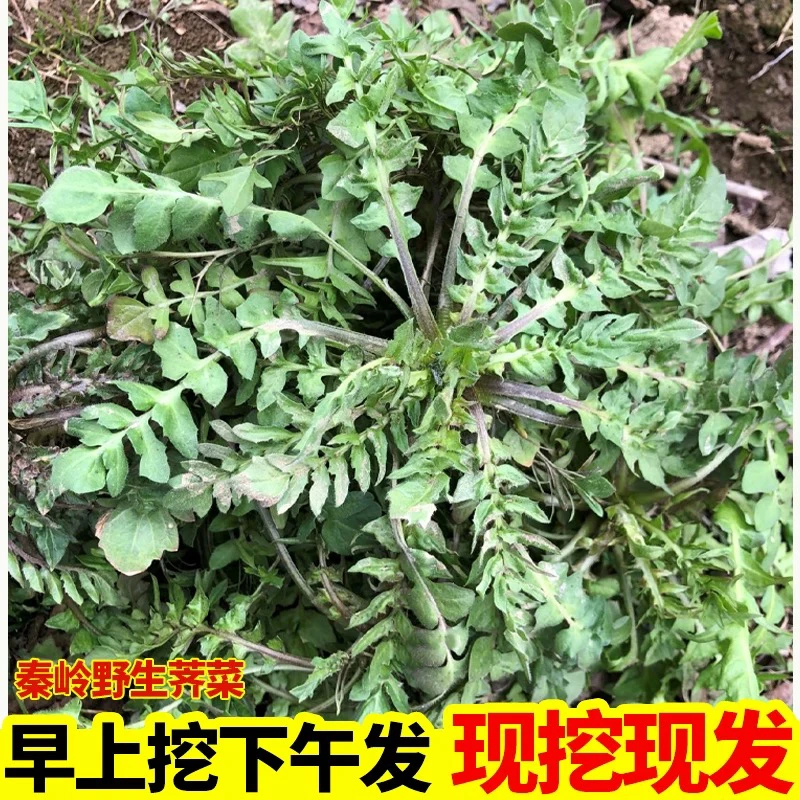 25陕西秦岭野生荠菜新鲜现挖农村野菜荠荠菜地丁菜包馄饨饺子蔬菜