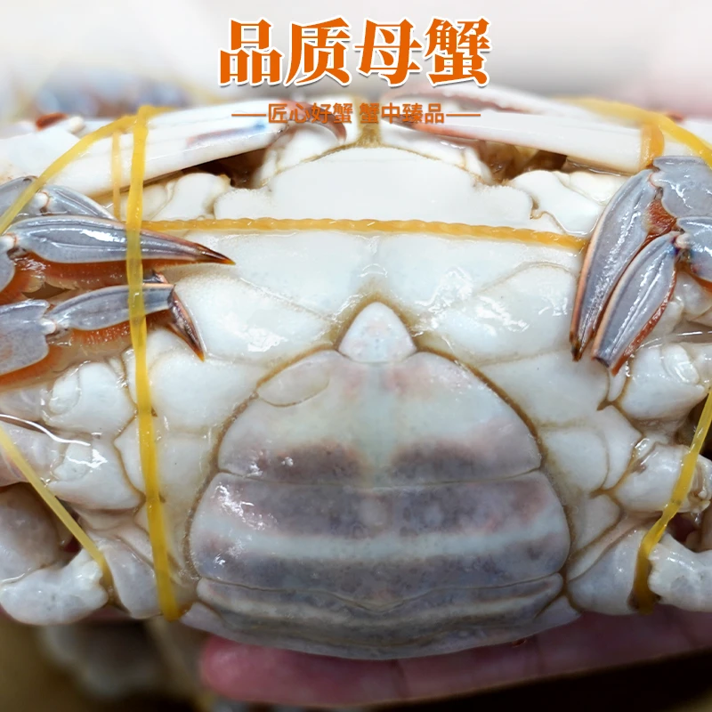 肉母蟹共12只【冻蟹】3两左右/只白蟹螃蟹母蟹到手三斤【不可清蒸】