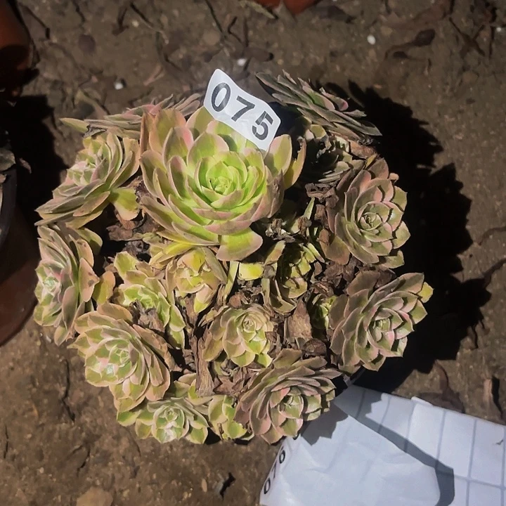075云荷多肉植物不售后
