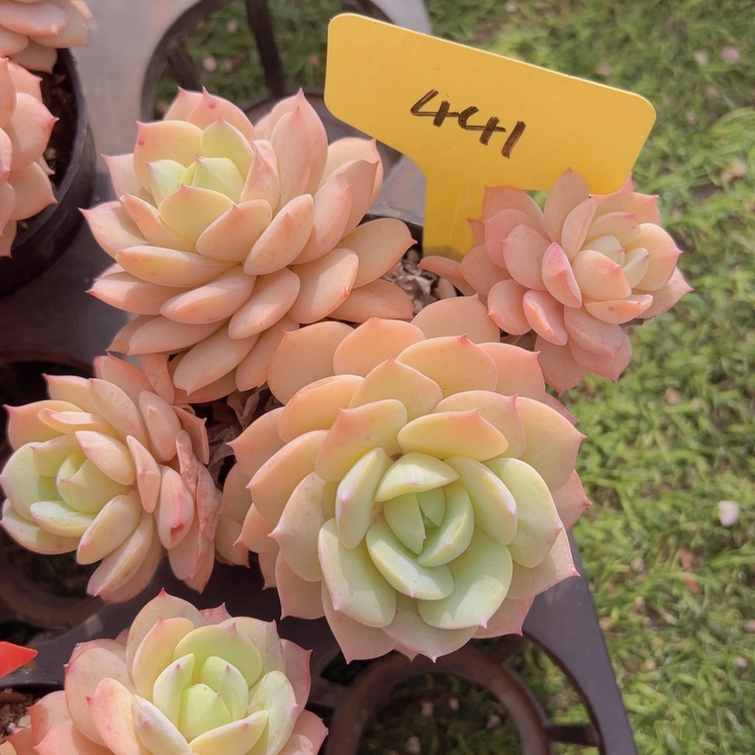 香玉的故事是什么呢我