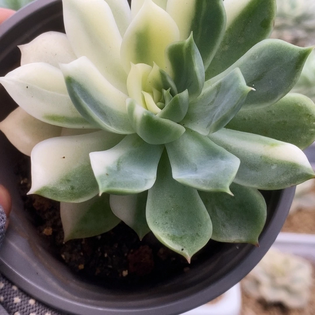 190加勒比海蓝锦