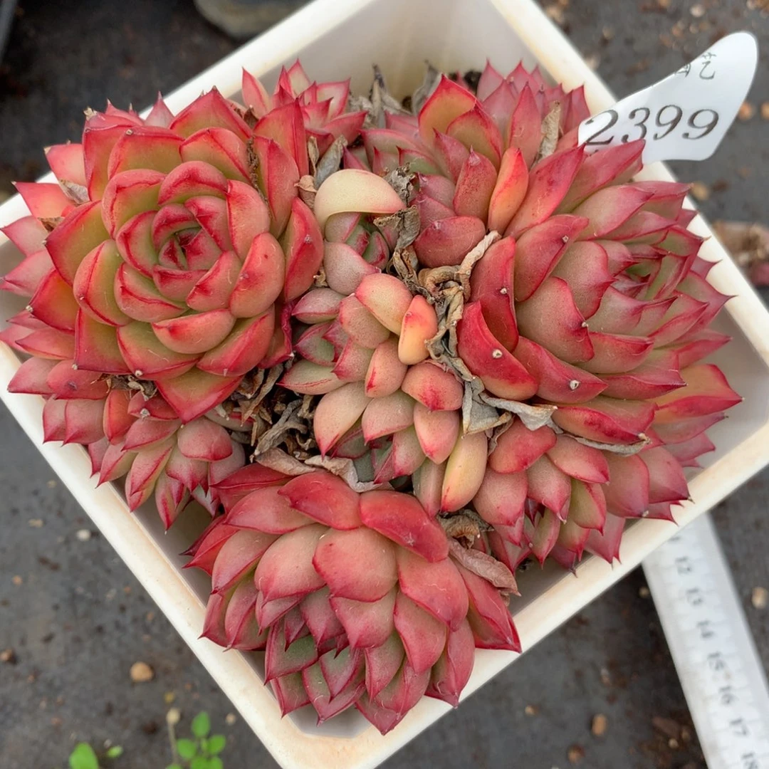 2399不包整散掉头价