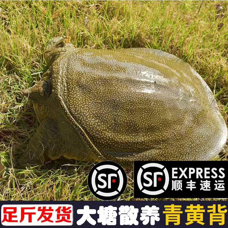 【二哥甲鱼】1-6斤公甲鱼外塘青黄背生态老鳖生鲜放养发货外塘甲鱼