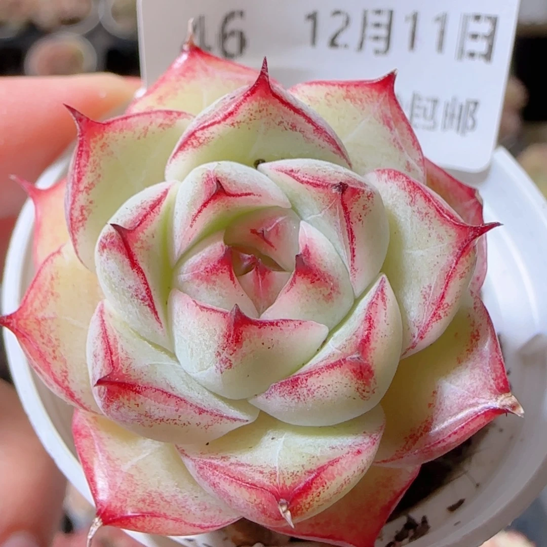 花语多肉1211-46魔仙