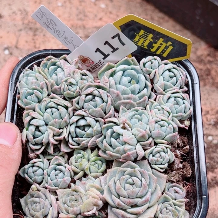 多肉植物多肉植物