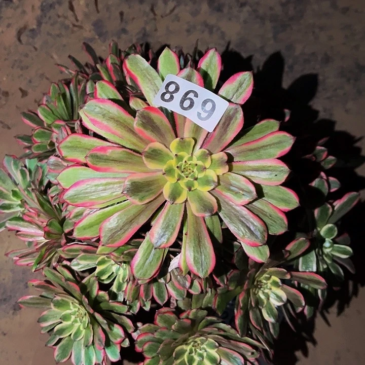 698糖果粉黛多肉植物处理不售后量拍冠幅25