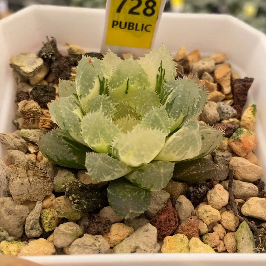 728号玄冰玉露锦带盆发货