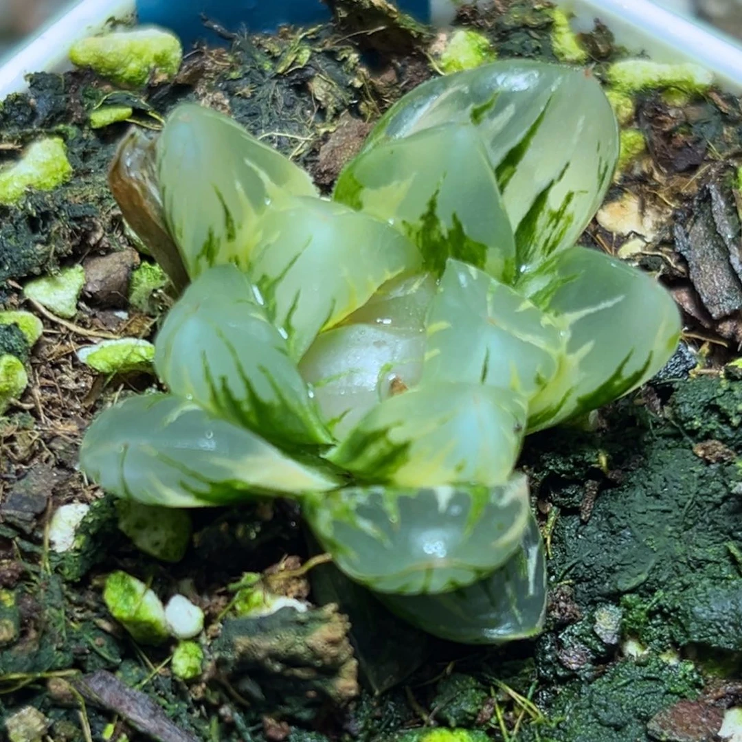 恭喜发财大吉大利0071