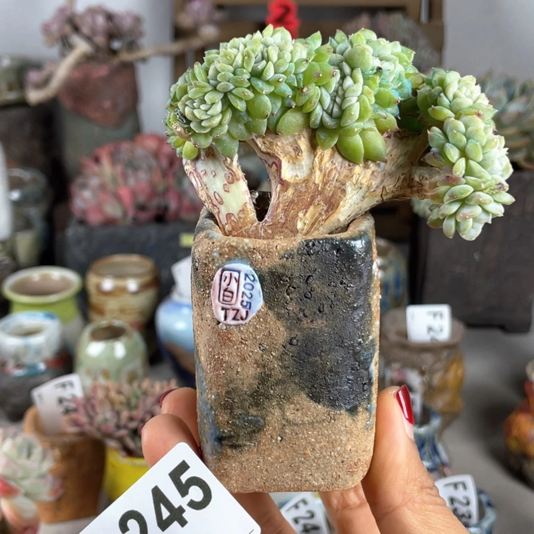 紫砂花盆小白孤品 匣钵土 内口3.5