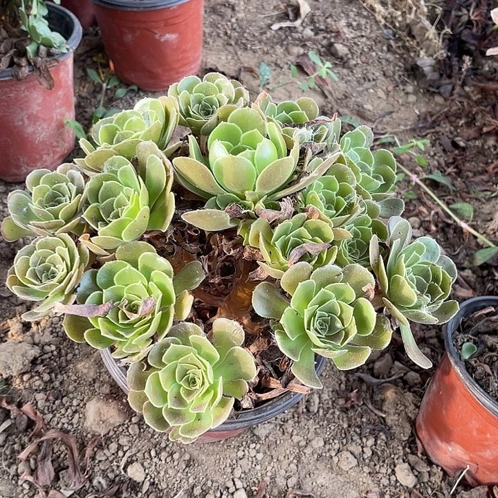 柠檬柠檬玫瑰柠檬
