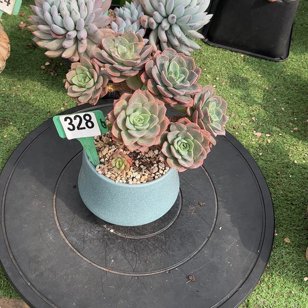 赵***E兰铃王子多肉植物保护328