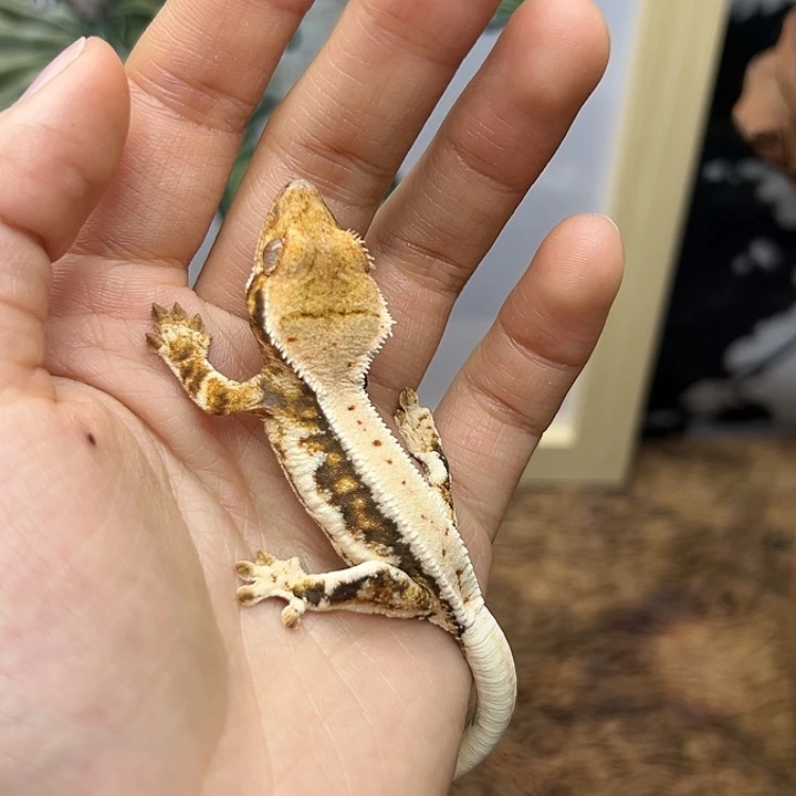 睫角守宫高对比熔岩莉莉母