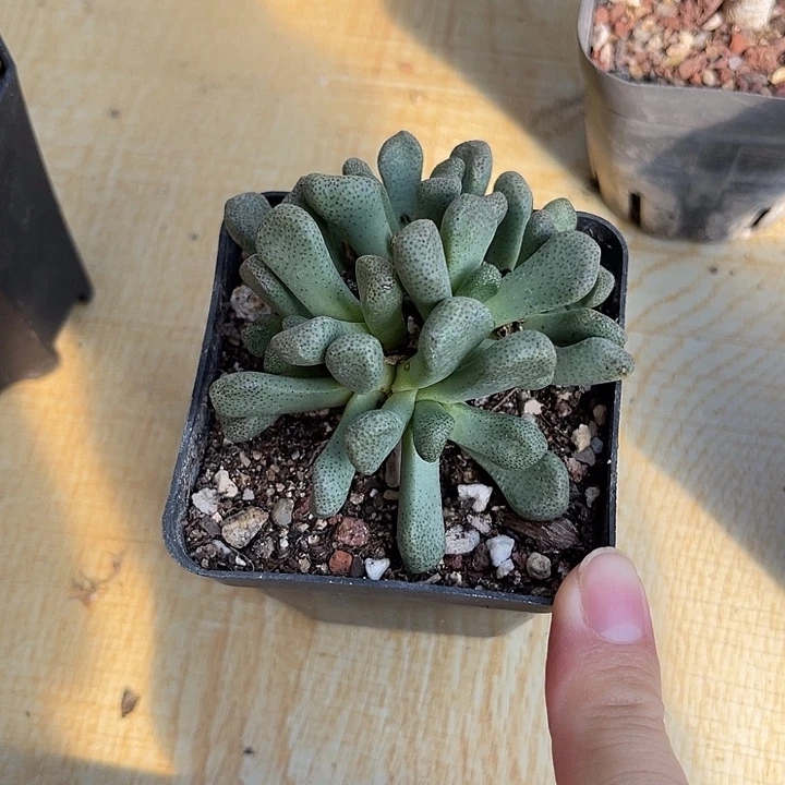 无花朵唐扇块根一物一拍
