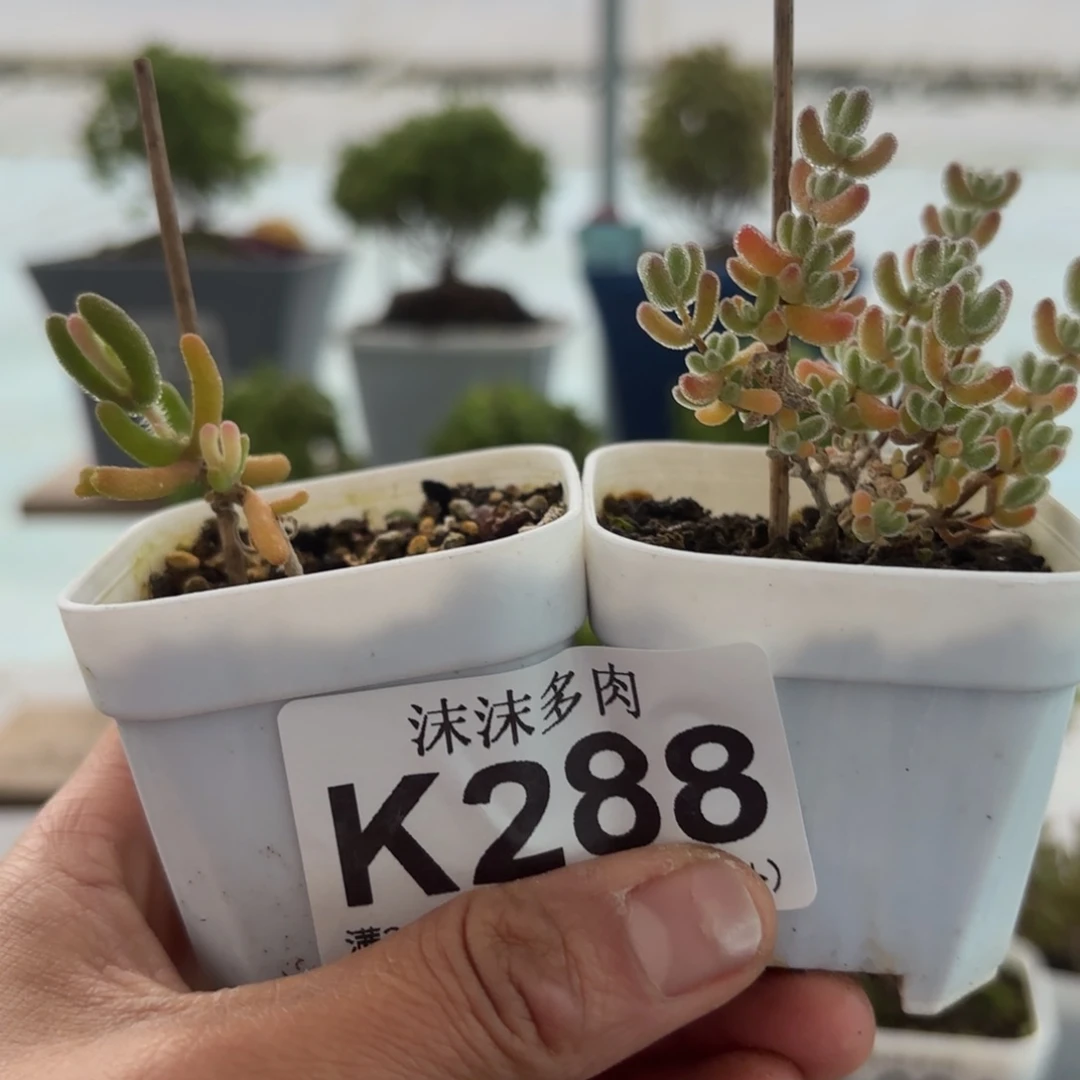 288下播福利组合哦